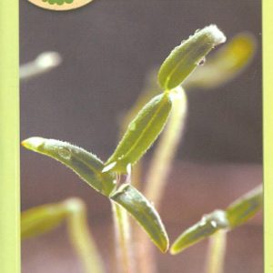 All about seedlings
