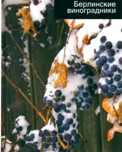 Berlin vineyards: Daniel Rondo