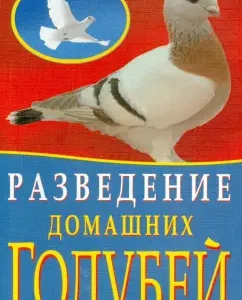 Domested pigeons: Kaminskaya