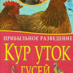 Profitable breeding of chickens