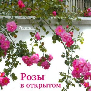 Roses in open ground: Medvedev