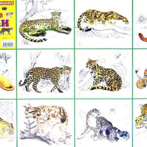 Wild Cat poster (50x70 cm)